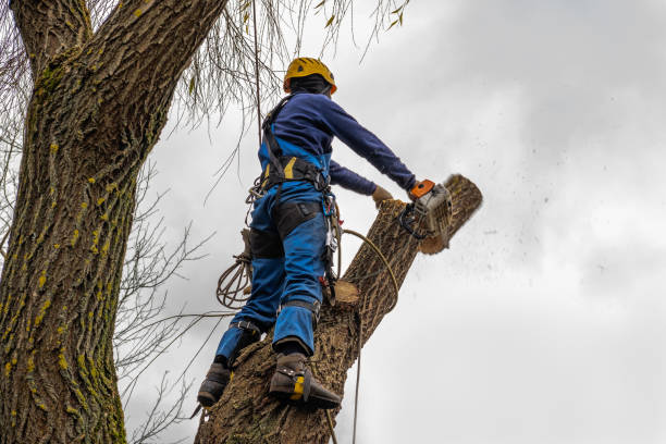 Best Tree Risk Assessment  in Rigby, ID
